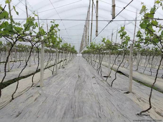 園藝地布對雜草數量、種類的影響